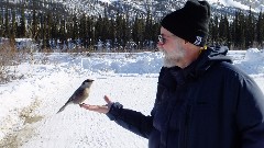Gray Jay; Dan Dorrough; Coldfoor to Atigun Pass AK