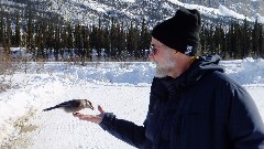 Gray Jay; Dan Dorrough; Coldfoor to Atigun Pass AK