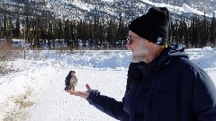 Gray Jay; Dan Dorrough; Coldfoor to Atigun Pass AK