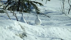 ptarmagin bird; North Slope Haul Road; Dalton Highway; Coldfoor to Atigun Pass AK