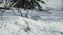 ptarmagin bird; North Slope Haul Road; Dalton Highway; Coldfoor to Atigun Pass AK