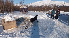 Alaska; Coldfoot; Dog Sled Ride