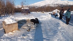 Dog Sled Ride at Slate Creek Inn Coldfoot AK