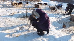 Ruth Bennett McDougal Dorrough; Dog Sled Ride at Slate Creek Inn Coldfoot AK