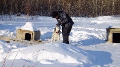 Dog Sled Ride; Slate Creek Inn; Coldfoot Camp; Coldfoor AK