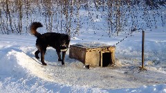 Dog Sled Ride; Slate Creek Inn; Coldfoot Camp; Coldfoor AK