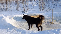 Dog Sled Ride; Slate Creek Inn; Coldfoot Camp; Coldfoor AK