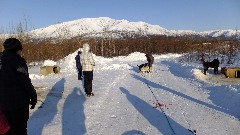 Dog Sled Ride; Slate Creek Inn; Coldfoot Camp AK
