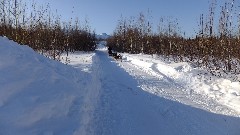 Dog Sled Ride; Slate Creek Inn; Coldfoot Camp AK