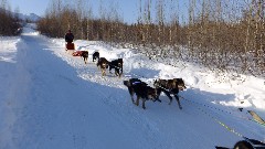 Dog Sled Ride; Slate Creek Inn; Coldfoot Camp AK