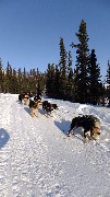 Coldfoot; Dog Sled Ride