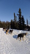 Coldfoot; Dog Sled Ride