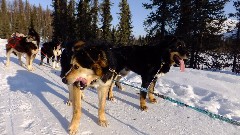 Coldfoot; Dog Sled Ride