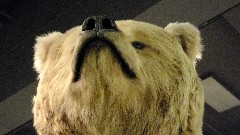 Bear Statue; Museum of Alaska