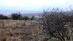 Arizona; Cottonwood