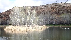 Arizona; Dead Horse Ranch state Park