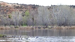 Arizona; Dead Horse Ranch state Park