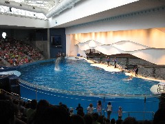 dolphin; aquarium Baltimore MD