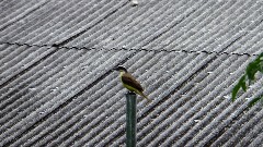 bird; Railroad Trail; Bermuda,