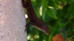 Gecko; Railway Trail; Bermuda,