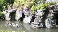 Japanese Garden; Brooklyn Botanical Gardens