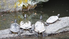 turtles; Brooklyn Botanical Gardens