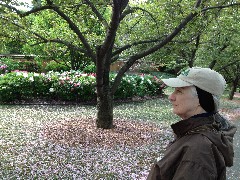 Ruth Bennett McDougal Dorrough; Japanese Garden; Brooklyn Botanical Gardens