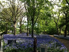 Brooklyn Botanical Gardens