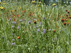 Trips Catskills 2003 flowers