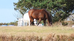 horse; Channel Islands; Guernsey