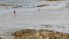 walking on the beach; Channel Islands; Guernsey