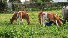 Guernsey cows; Channel Islands; Guernsey