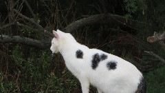 cat; Channel Islands; Guernsey