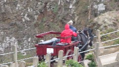 horse cart; Channel Islands; Sark