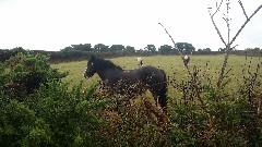 horses; Channel Islands; Sark
