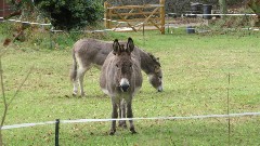 donkeys; Channel Islands