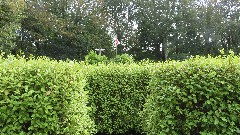 hedge maze; La Seigneurie garden center; Sark; Channel Islands, LA