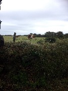 Guernsey cow; Channel Islands; Sark