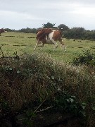 Guernsey cow; Channel Islands; Sark