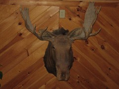 Moose Head on the wall of Moose Lodge