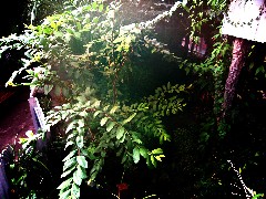 Highland Park Conservatory Rochester