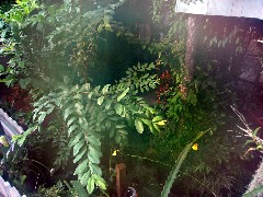 Highland Park Conservatory Rochester
