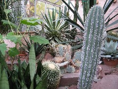 Highland Park Conservatory Rochester cactus