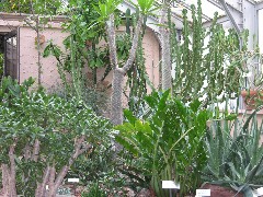 Highland Park Conservatory Rochester cactus
