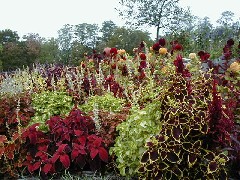 Trips Day MacKenzie-Childs flowers