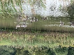 birds; Montezuma; Ruth Dorrough; Mary Coffin