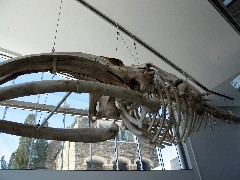 Trips; Day_Trips; Museum Earth Ithaca