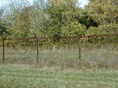 Day Trips; White Deer