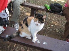 Easter Island; Rano Raraku; cat