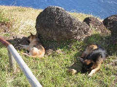 dog; Easter Island; Orongo